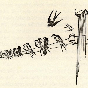 wind-in-the-willows-bird-on-wire-d267528b98b6ddca4f572ad352fba12e